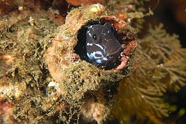 Blenny (Cirripectes sp), peeks out of burrow, Dumaguete, Negros Island, Philippines, Southeast Asia, Asia