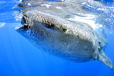 Whale shark (Rhincodon typus), Quintana-Roo, Mexico, Caribbean Sea, North America