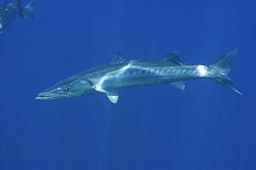 Great barracuda (Sphyraena barracuda). St. Peter and St. Paul's rocks, Brazil, South America