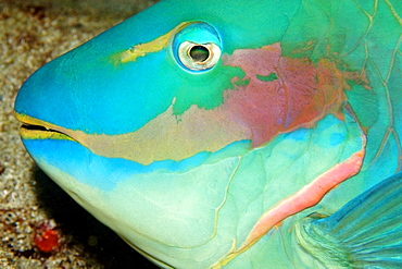 Head detail of parrotfish (Sparisoma sp.) sleeping, Ponta da Sapata, Fernando de Noronha national marine sanctuary, Pernambuco, Brazil, South America