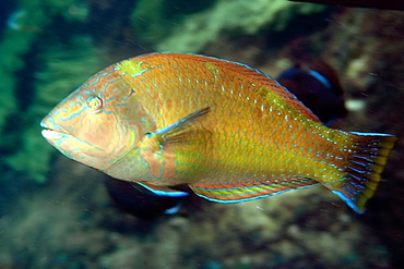 Puddingwife wrasse (Halichoeres radiatus), St. Peter and St. Paul's rocks, Brazil, South America