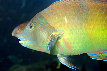 Puddingwife wrasse (Halichoeres radiatus), St. Peter and St. Paul's rocks, Brazil, South America