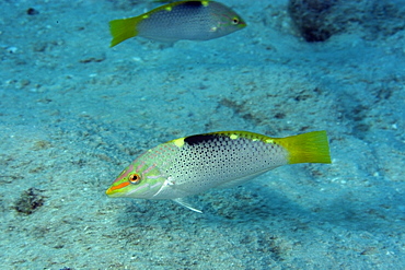 Checkerboard wrasse (Halichoeres hortulanus), Rongelap, Marshall Islands, Micronesia, Pacific