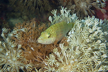 Linedcheeked wrasse (Oxycheilinus digrammus) perched on flower soft coral (Xenia sp.), Puerto Galera, Mindoro, Philippines, Southeast Asia, Asia