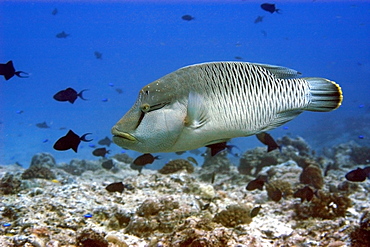 Initial phase Napoleon wrasse (Cheilinus undulatus), Blue corner, Palau, Caroline Islands, Micronesia, Pacific Ocean, Pacific