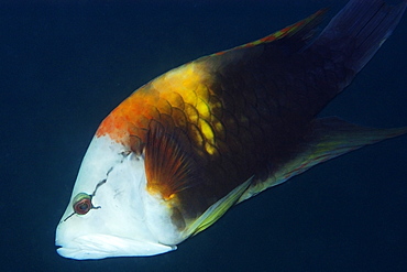 Slingjaw wrasse (Epibulus insidiator), Palau, Caroline Islands, Micronesia, Pacific Ocean, Pacific