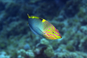 Checkerboard wrasse (Halichoeres hortulanus), Namu Atoll, Marshall Islands, Micronesia, Pacific