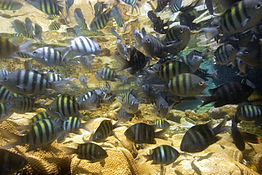 Sergeant majors (Abudefduf saxatilis) in tide pool covered  with encrsuting zoanthid, St. Peter and St. Paul's rocks, Brazil, South America