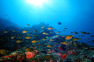 Brown chromis (Chromis multilineata) swimming over rocks, Morro de Fora, Fernando de Noronha national marine sanctuary, Pernambuco, Brazil, South America