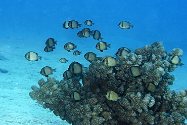 Reticulated dascyllus (Dascyllus  reticulatus) hovering over coral, Rongelap, Marshall Islands, Micronesia, Pacific