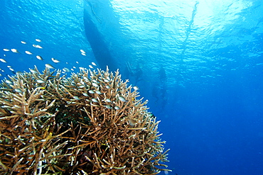 Damselfish swimming  over staghorn coral (Acropora sp.), and banca silhouette, Chapel, Apo island Marine Reserve, Philippines, Southeast Asia, Asia