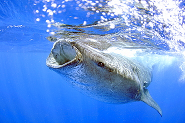 Whale shark (Rhincodon typus), Quintana-Roo, Mexico, Caribbean Sea, North America