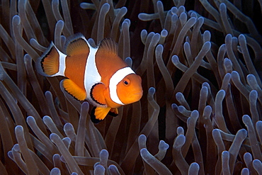 False clown anemone fish (Amphiprion ocellaris), Dauin, Dumaguete, Negros Island, Philippines, Southeast Asia, Asia