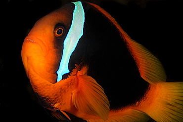 Female tomato anemonefish (Amphiprion frenatus), Dumaguete, Negros Island, Philippines, Southeast Asia, Asia