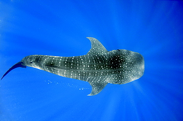 Whale shark (Rhincodon typus), Quintana-Roo, Mexico, Caribbean Sea, North America