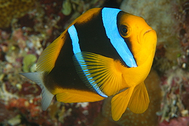 Orange-finned anemonefish (Amphiprion chrysopterus), Namu atoll, Marshall Islands, Pacific