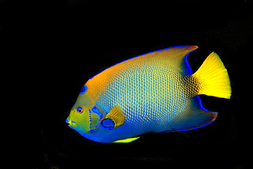 Queen angelfish (Holacanthus ciliaris), St. Peter and St. Paul's rocks, Brazil, South America