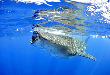 Whale shark (Rhincodon typus), Quintana-Roo, Mexico, Caribbean Sea, North America