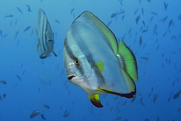 Longfin spadefish (Platax teira), Sabang wreck, Puerto Galera, Mindoro, Philippines, Southeast Asia, Asia