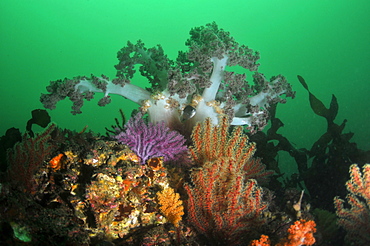 Soft and fan corals (Dendronephthea sp.), Bitagane, Atami, Izu peninsula, Japan, Asia