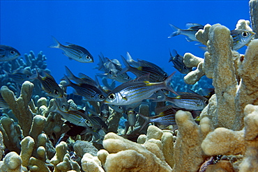 Yellowspot emperors (striped large-eye breams) (Gnathodentex aurolineatus), Ailuk atoll, Marshall Islands, Pacific