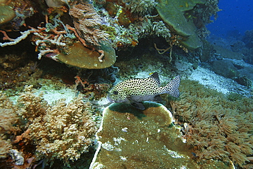 Many-spotted sweetlips (Plectorhinchus chaetodontoides) rests next to the reef, Coconut point, Apo island Marine Reserve, Philippines, Southeast Asia, Asia