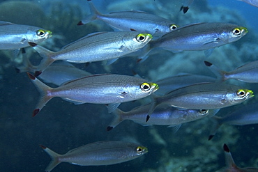 Ruddy fusiliers (Pterocaesio pisang) schooling, Sinandigan wall, Puerto Galera, Mindoro, Philippines, Southeast Asia, Asia