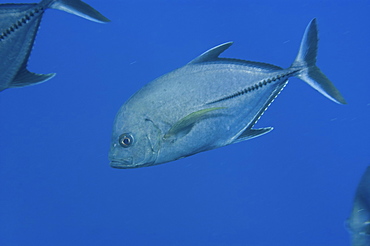 Black jack (Caranx lugubris). St. Peter and St. Paul's rocks, Brazil, South America