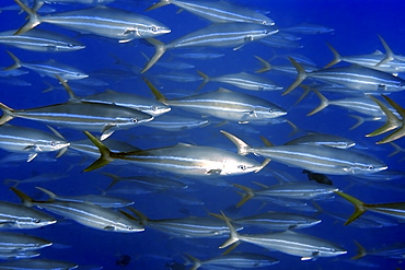 Rainbow runner (Elagatis bipinnulata) schooling, St. Peter and St. Paul's rocks, Brazil, South America