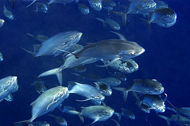 Blue runners (Carangoides crysos) schooling in open water,  St. Peter and St. Paul's rocks, Brazil, South America