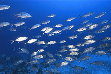 Bigeye trevallies (jacks) (Caranx sexfasciatus) schooling, Ailuk atoll, Marshall Islands, Pacific