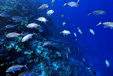 Bigeye trevallies (jacks) (Caranx sexfasciatus) schooling, Ailuk atoll, Marshall Islands, Pacific