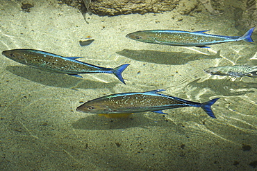 Bluefin trevallies (Caranx melampygus) swimming near surface, Oahu, Hawaii, United States of America, Pacific