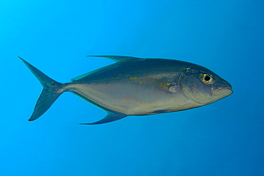 Yellow-spotted trevally (jack) (Carangoides orthogrammus),  Namu atoll, Marshall Islands, Pacific
