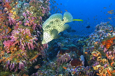 Barramundi cod (Cromileptes altivelis), Canyons, Puerto Galera, Philippines, Southeast Asia, Asia