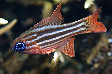 Split-banded cardinalfish (Apogon compressus), Dumaguete, Negros Island, Philippines, Southeast Asia, Asia