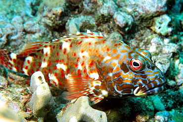 Stocky hawkfish (Cirrhitus pinnulatus), Ahihi bay, Maui, Hawaii, United States of America, Pacific