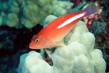 Arc-eye hawkfish (Paracirrhites arcatus), Kailua-Kona, Hawaii, United States of America, Pacific