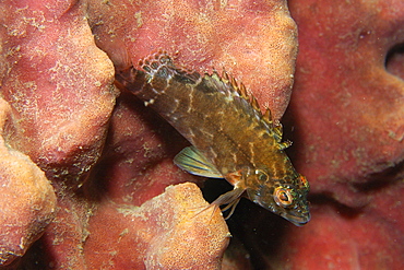 Threadfin hawkfish (Cirrhitichthys aprinus) on sponge, Dauin, Dumaguete, Negros Island, Philippines, Southeast Asia, Asia