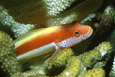 Blackside (freckled) hawkfish (Paracirrhites forsteri), Rongelap, Marshall Islands, Pacific
