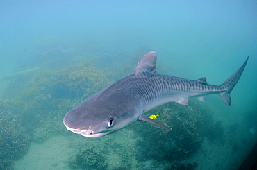 Young tiger shark (Galeocerdo cuvier) accompanied by golden trevally (Gnathanodon speciosus), Kaneohe, Hawaii, United States of America, Pacific