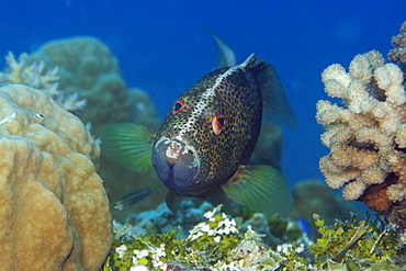 Yellow-edged lyretail grouper (Variola louti) transitional phase, Rongelap, Marshall Islands, Micronesia, Pacific