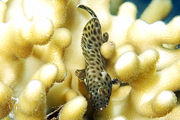 Honeycomb grouper (Epinephelus merra), Rongelap, Marshall Islands, Micronesia, Pacific