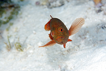 Coral grouper (Cephalopholis miniata), Rongelap, Marshall Islands, Micronesia, Pacific