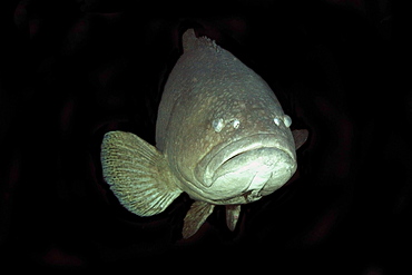 Giant grouper (Epinephelus lanceolatus) in captivity, Indo-Pacific ranging from East Africa to French Polynesia and Japan to Australia
