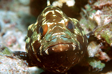 Camouflage grouper (Epinephelus polyphekaidon), Mili, Marshall Islands, Pacific