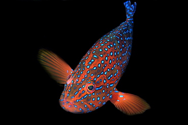 Coral grouper (Cephalopholis miniata), Sabang wreck, Puerto Galera, Mindoro, Philippines, Southeast Asia, Asia
