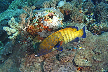 Peacock grouper (Cephalopholis argus), Chapel, Apo island Marine Reserve, Philippines, Southeast Asia, Asia
