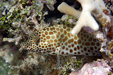 Honeycomb grouper (Epinephelus merra), Ailuk atoll, Marshall Islands, Pacific