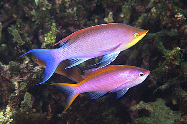 Pair of purple anthias (Pseudanthias tuka) male and female, Dumaguete, Negros Island, Philippines, Southeast Asia, Asia